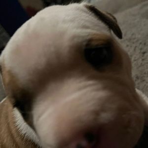 Meet your Posher, Vincent